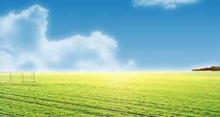 پایان برداشت برنج شمال در اواخر مهرماه