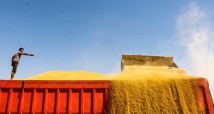 پاسخ گمرک به ورود گندم‌ های آلوده