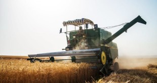 پایان خرید تضمینی گندم