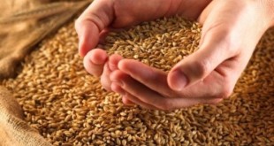 پایان خرید 8 میلیون تنی گندم و تسویه با گندمکاران