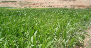 خرید بیش از ۳ هزار تن مرغ از مرغداران