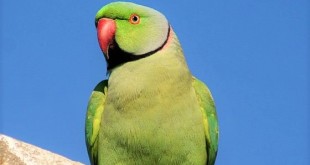 ربات طوطی‌نما برای درمان اوتیسم ساخته شد