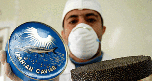 خاویار؛ از ممنوعیت صید تا مشتری‌های خارجی و قیمت طلایی
