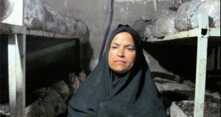 درآمد میلیونی از پرورش قارچ توسط یک زن فعال اقتصاد مقاومتی