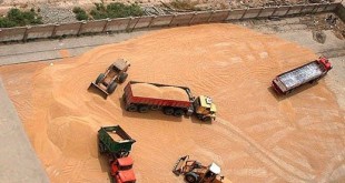 در قبال واردات گندم‌های آلوده کوتاه نمی‌آییم