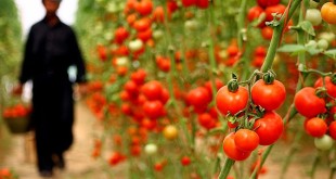 کمبود خیار و گوجه‌فرنگی مقطعی است