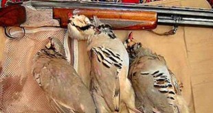 6 شکارچی متخلف در شهرستان اردل دستگیر شدند